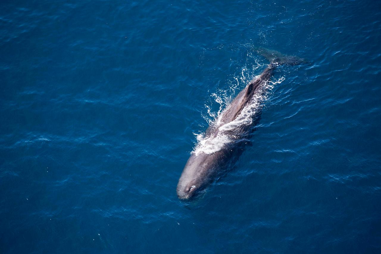 Whale Watching Flight Private Tour 30 minutes  - Photo 1 of 4